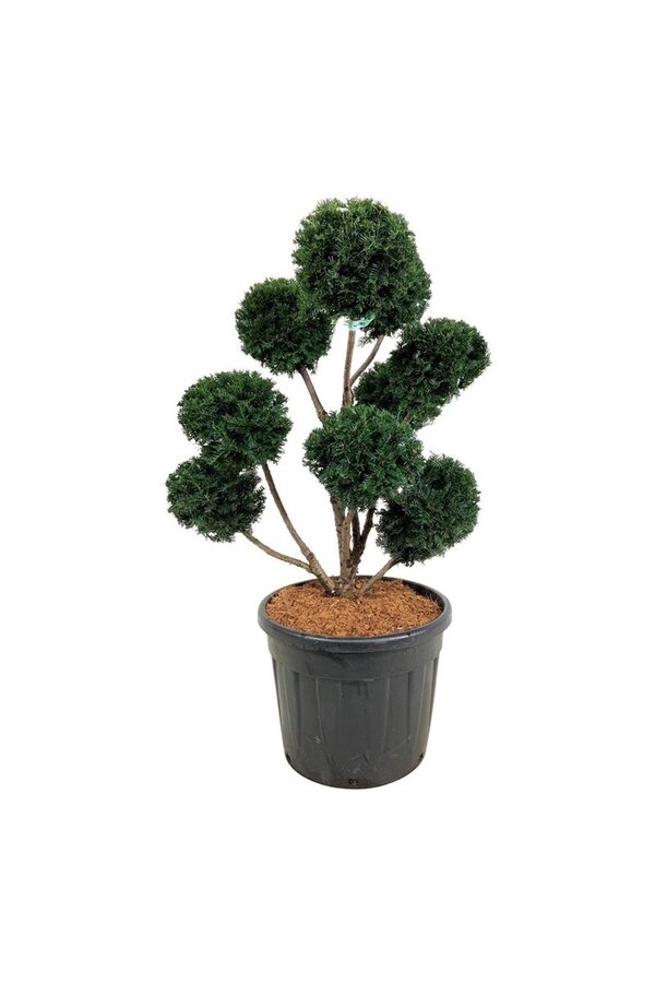 Venijnboom Taxus Höpkens Gigant