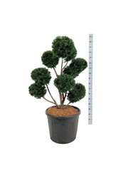 Venijnboom Taxus Höpkens Gigant