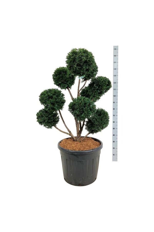 Venijnboom Taxus Höpkens Gigant