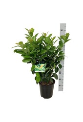 Portugese laurier Prunus Etna