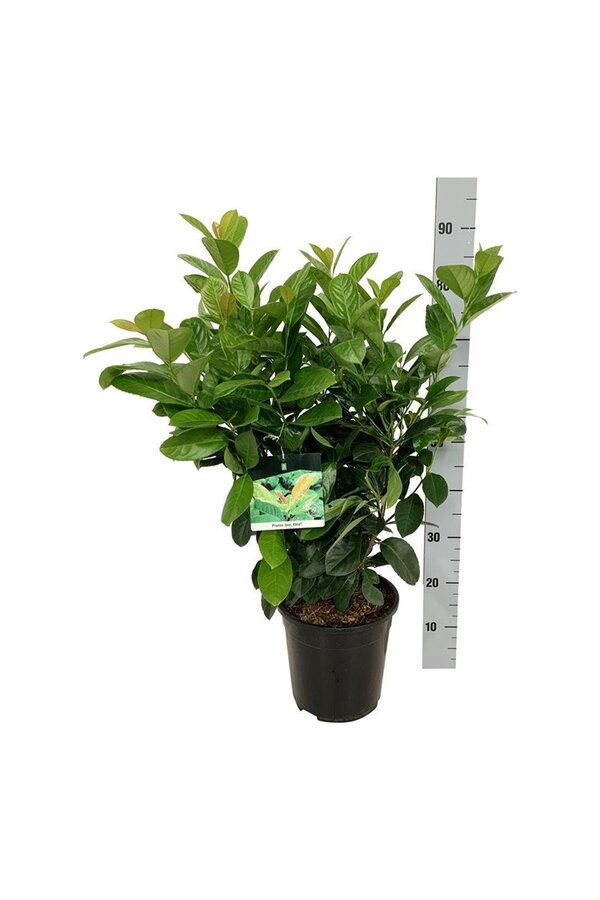 Portugese laurier Prunus Etna