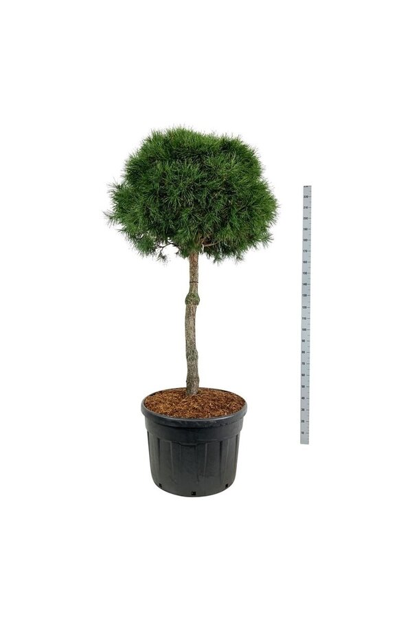 Denneboom Pinus sylvestris