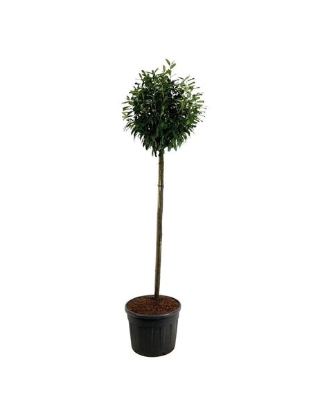 Prunus