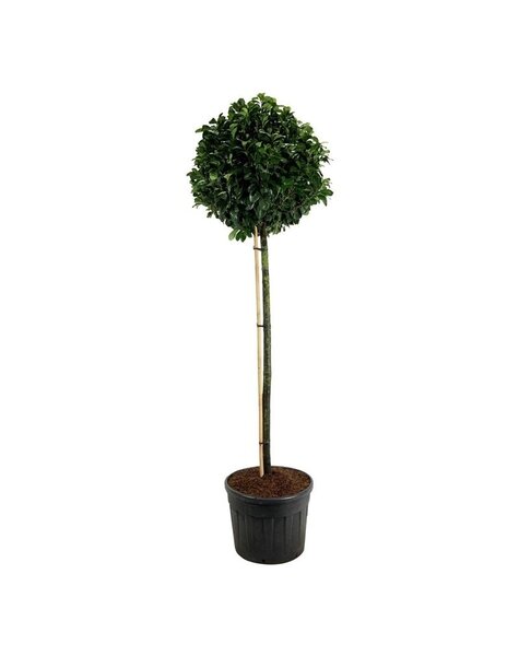 Prunus