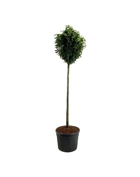 Prunus