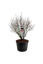 Sering Syringa And. an Ludwig Späth