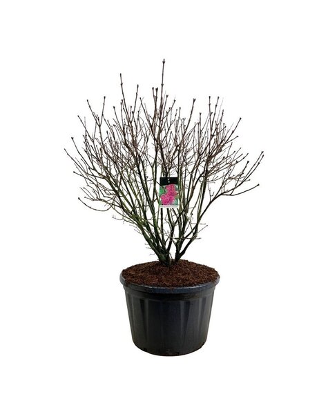Syringa