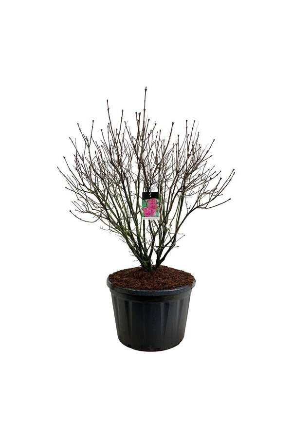 Sering Syringa And. an Ludwig Späth