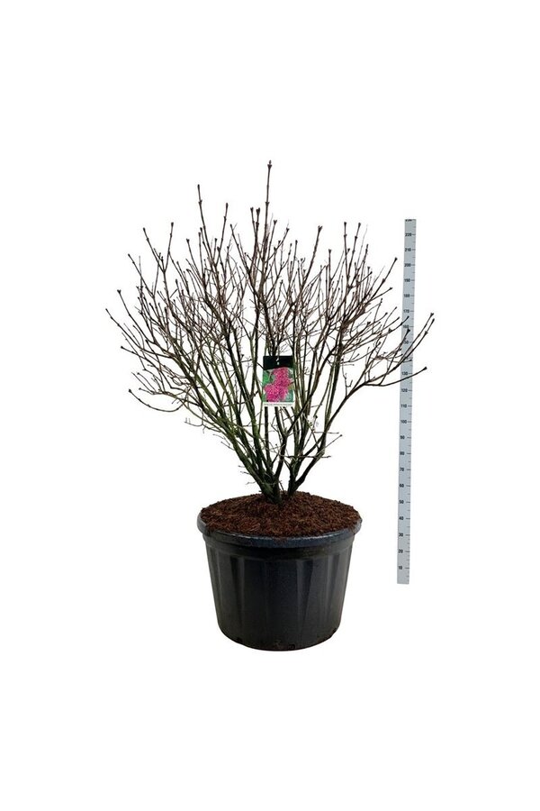 Sering Syringa And. de Ludwig Späth