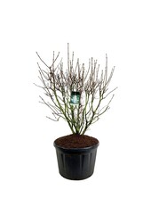 Sering Syringa Mme Lemoine