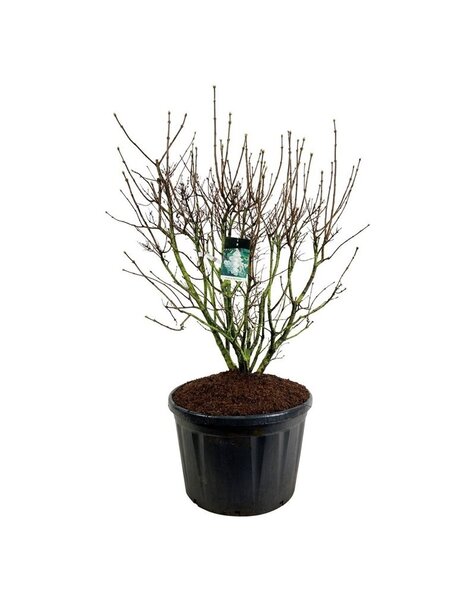 Syringa
