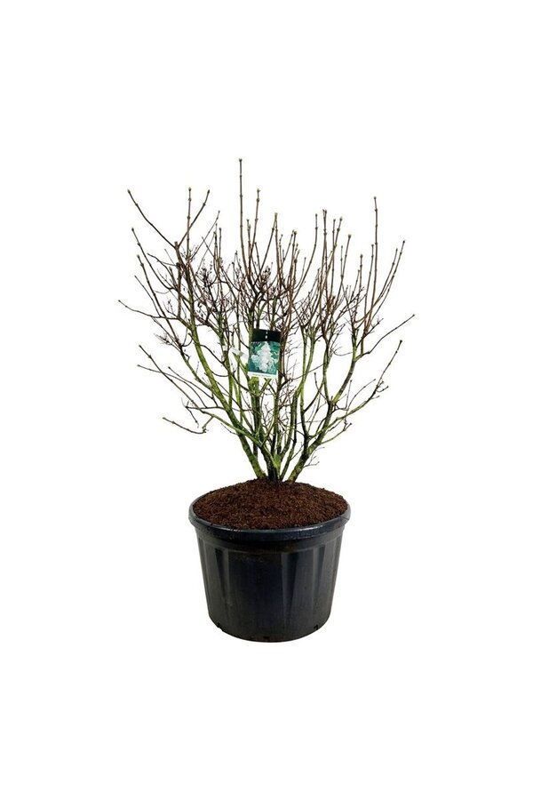Sering Syringa Mme Lemoine