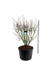 Sering Syringa Mme Lemoine