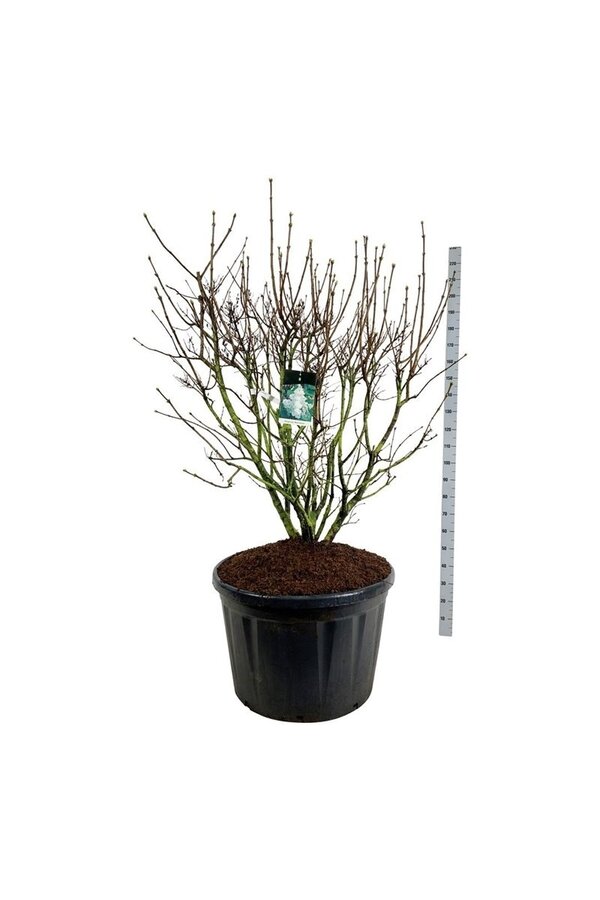 Sering Syringa Mme Lemoine