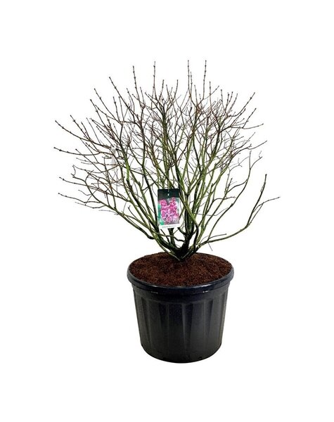 Syringa