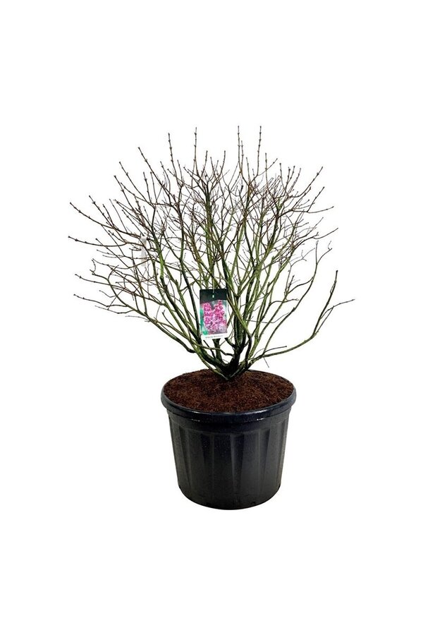 Sering Syringa Michel Buchner
