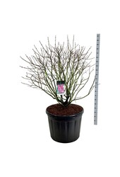 Sering Syringa Michel Buchner