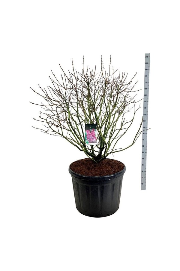 Sering Syringa Michel Buchner