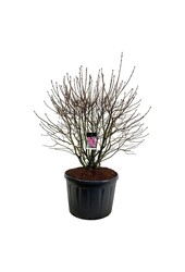 Sering Syringa Michel Buchner