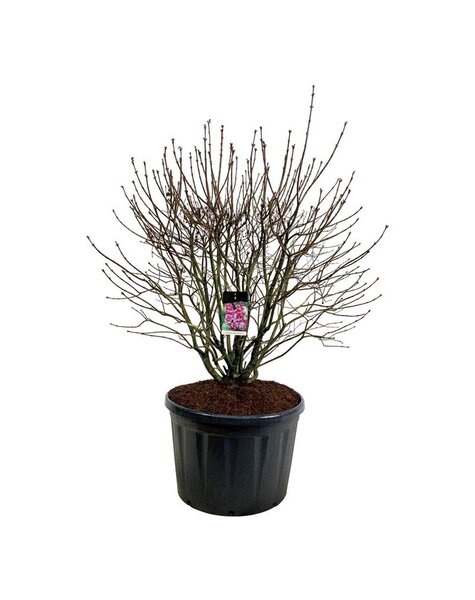Syringa