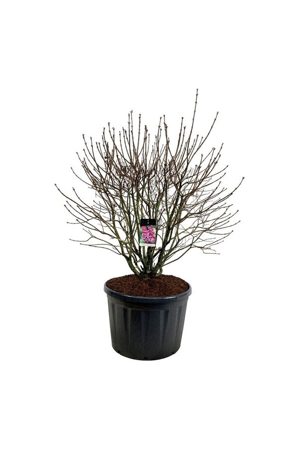 Sering Syringa Michel Buchner