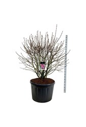 Sering Syringa Michel Buchner
