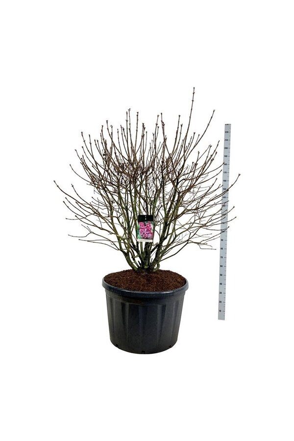 Sering Syringa Michel Buchner