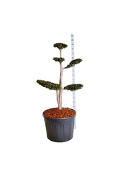 Venijnboom Taxus Dovastoniana