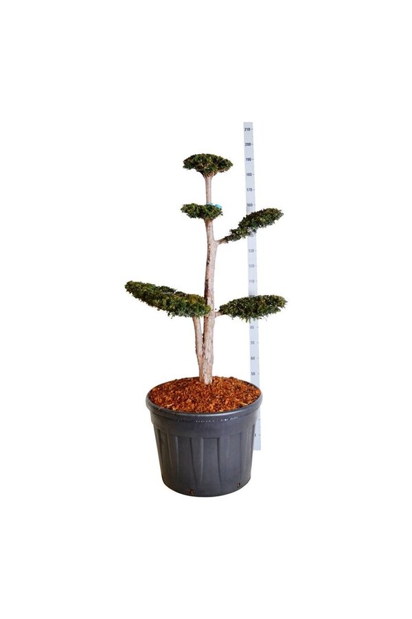 Venijnboom Taxus Dovastoniana