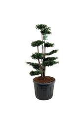 Venijnboom Taxus Dovastoniana