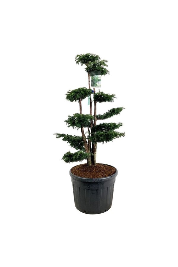 Venijnboom Taxus Dovastoniana
