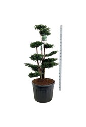 Venijnboom Taxus Dovastoniana