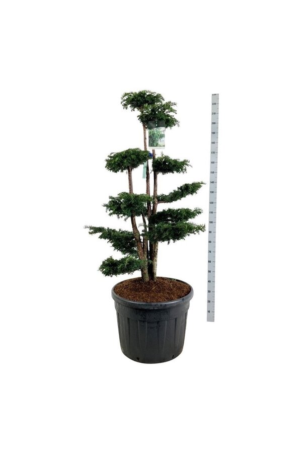 Venijnboom Taxus Dovastoniana
