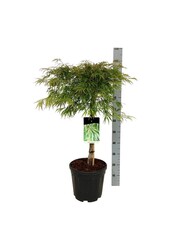 Érable Acer Dissectum