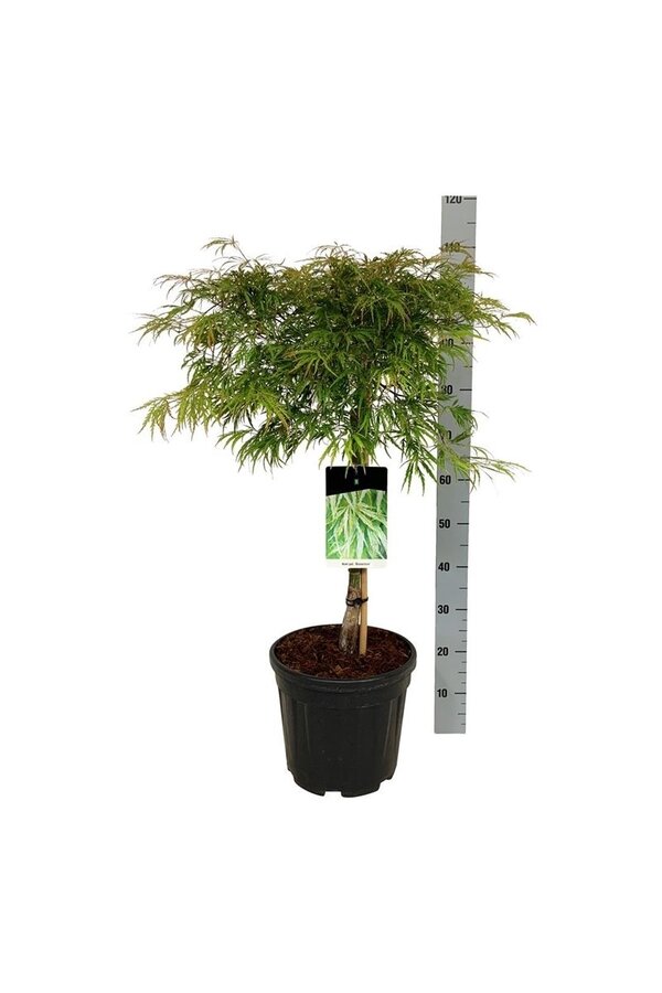 Érable Acer Dissectum
