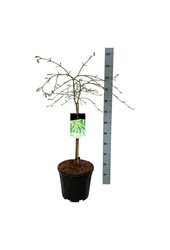 Érable Acer Dissectum