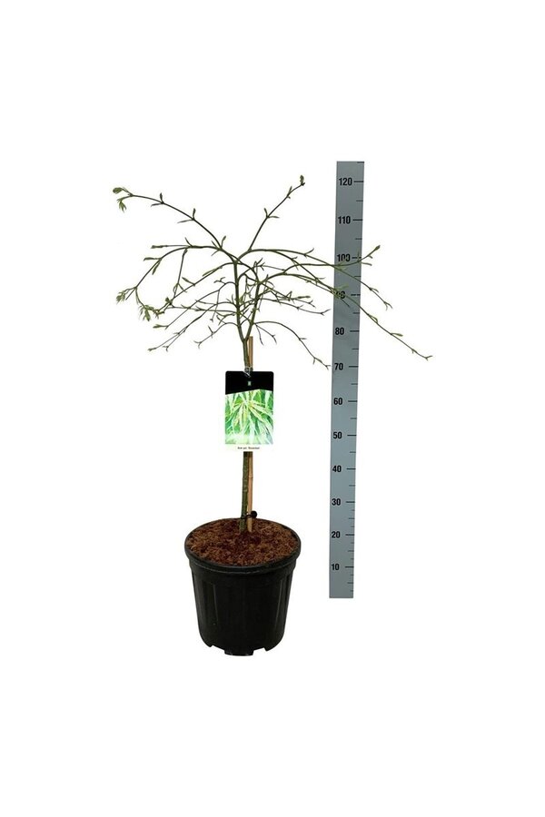 Érable Acer Dissectum