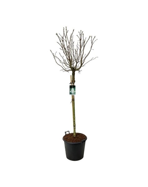 Syringa