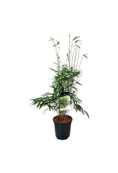 Bamboe Fargesia robusta Pingwu