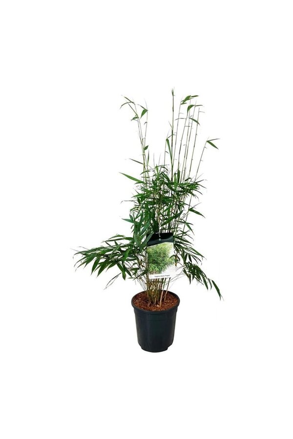 Bamboe Fargesia robusta Pingwu