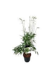 Bambou Fargesia robusta Pingwu