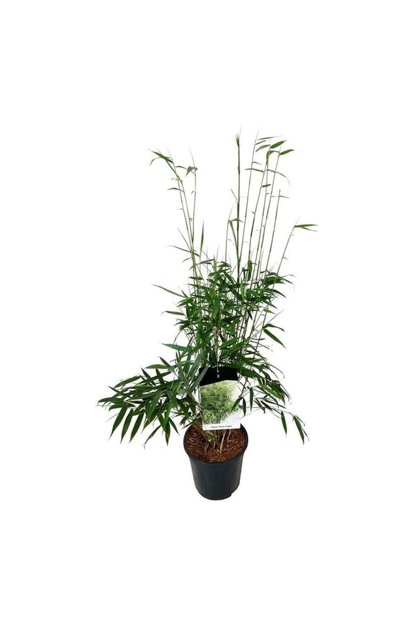 Bamboe Fargesia robusta Pingwu