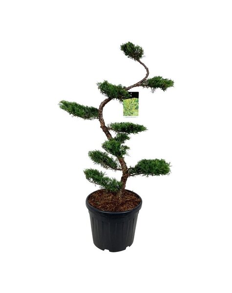 Juniperus