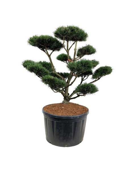 Pinus