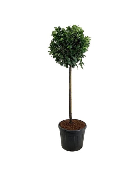 Prunus