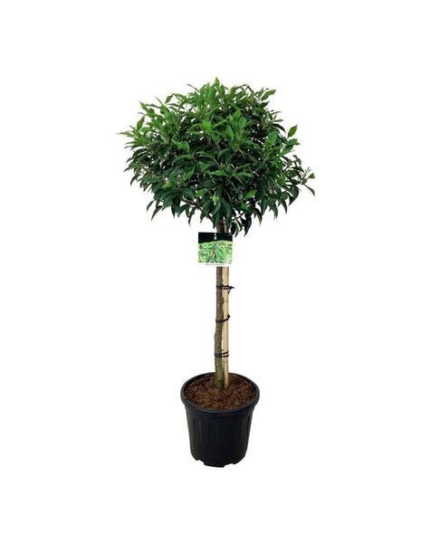 Prunus