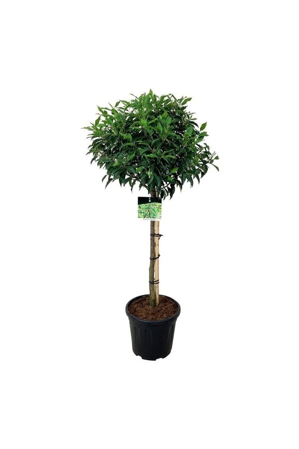 Portugese laurier Prunus Angustifolia
