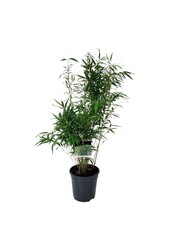 Bambou Fargesia robusta Wenchuan