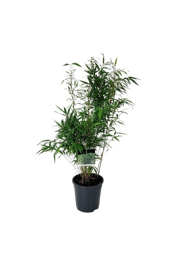 Bambou Fargesia robusta Wenchuan