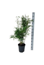 Bambou Fargesia robusta Wenchuan